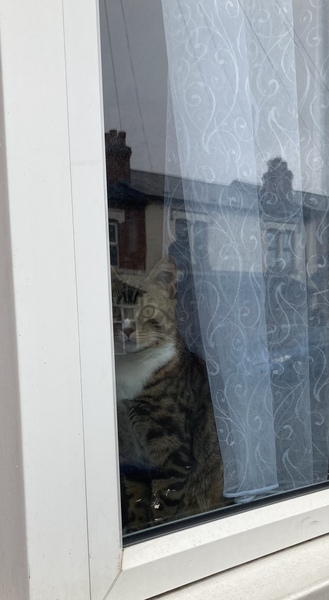 Anyone else's cat have an 'It wasn't me!' face? Pics please!