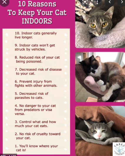 Indoor cats?