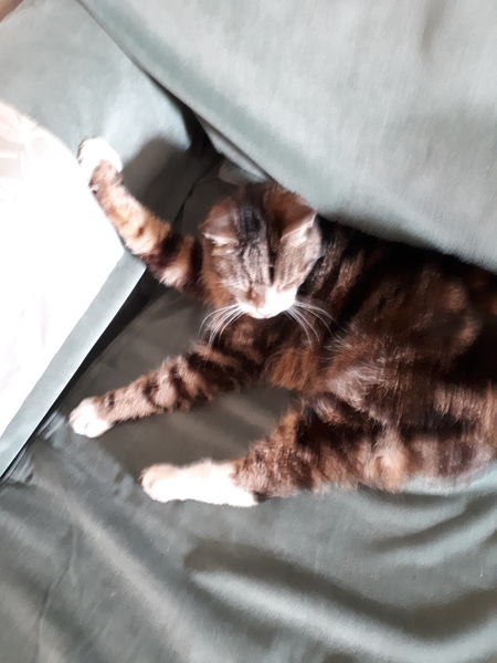 Not my cats and friends