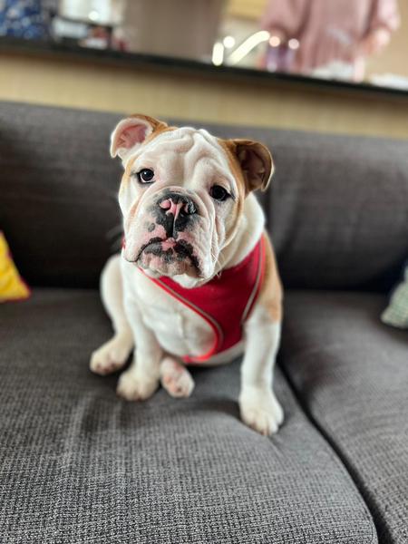 6 month old British Bulldog