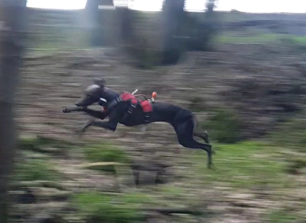 Puppy Survival Thread: muddy footprints into Spring 2022