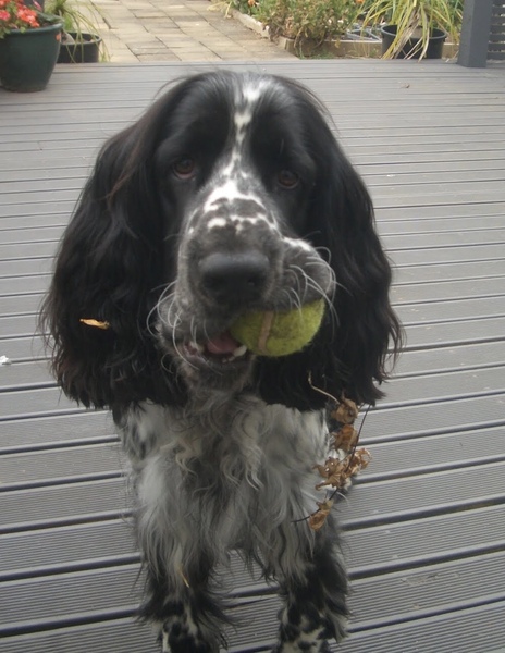 The most placid, easy going breeds