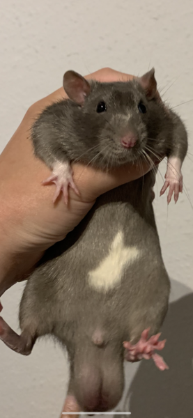 Please identify this rodent for me