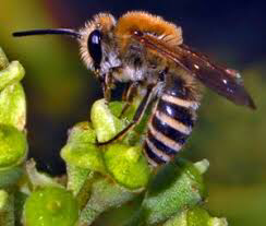 Bloody wasps