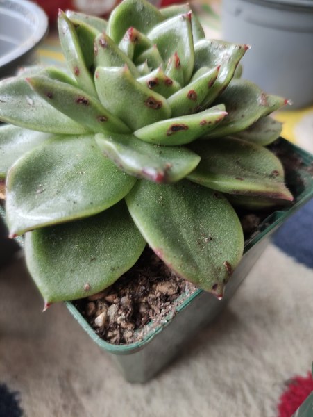 What's wrong with my echeveria?