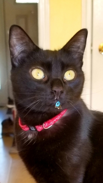 Anyone else's cat have an 'It wasn't me!' face? Pics please!
