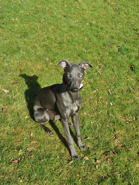 Help me re route my puppy training !
