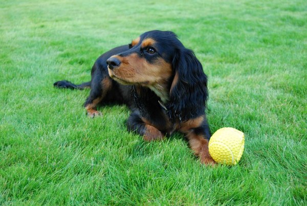 Favourite ever picture of your dog.