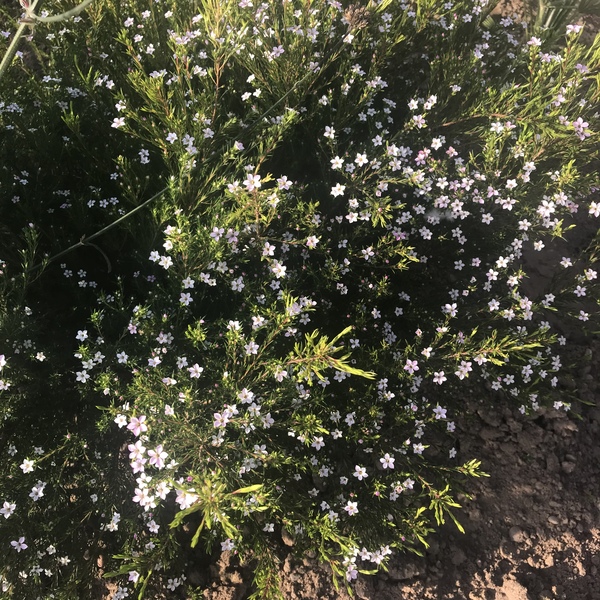 Can anyone tell me what this is?