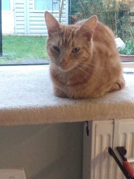 Ollie, Paws, friends and family