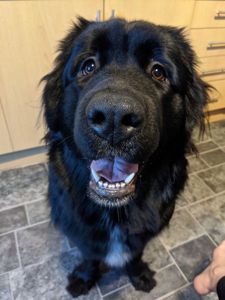 Dobermann, Newfoundland, Irish Wolfhound, St Bernard or Leonberger?