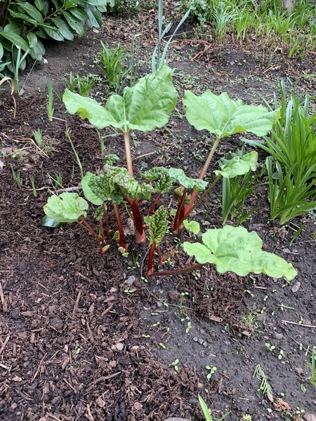 I need rhubarb education please!