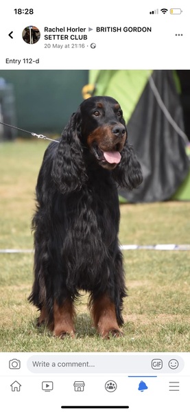 Favourite ever picture of your dog.