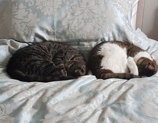 Do you think my cat is gorgeous?