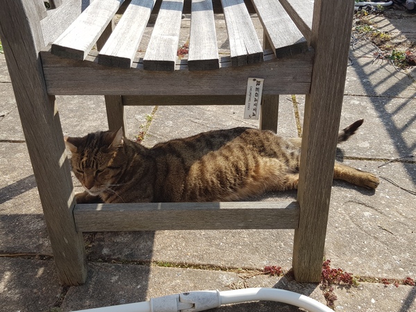 Not my cats and friends