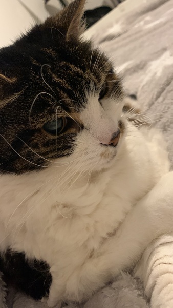 Problems in elderly cat