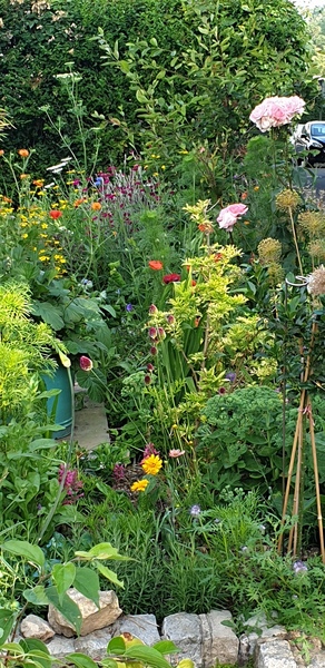 Small yard garden - ideas, please!