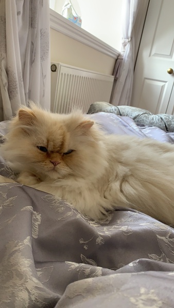 What is your cat doing at the moment?