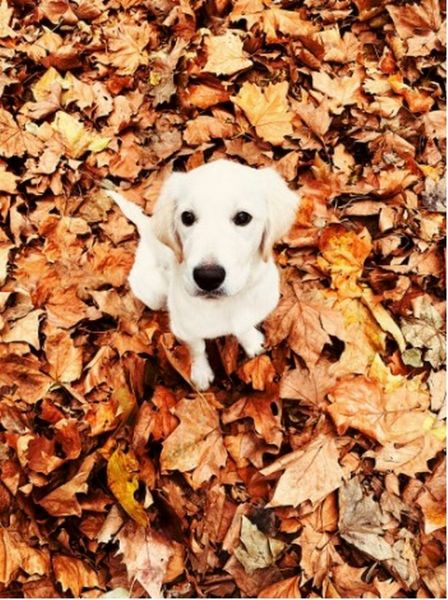 Favourite ever picture of your dog.