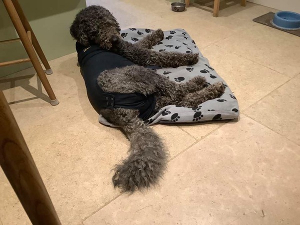 Springer getting neutered in the morning