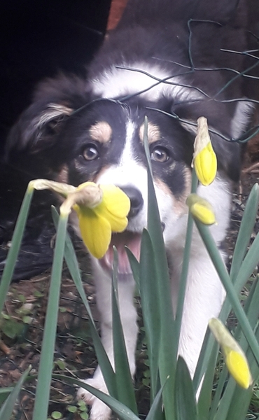 Puppy Survival Thread: muddy footprints into Spring 2022
