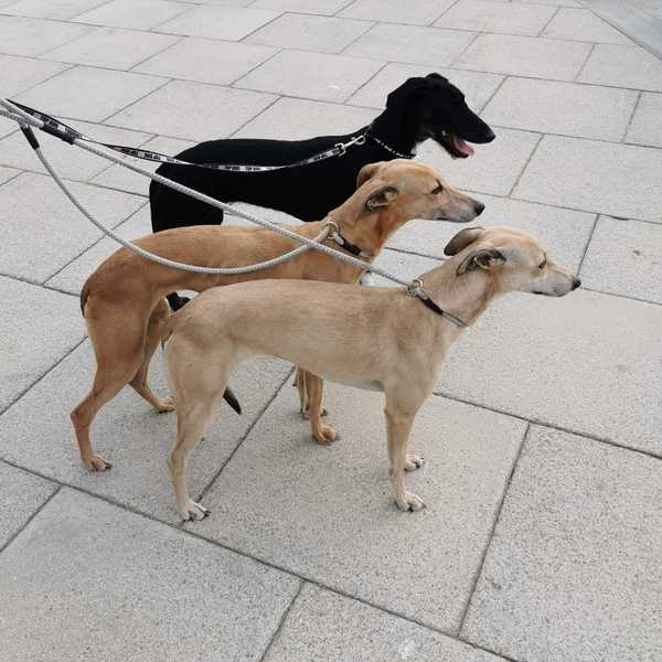 Correct way to walk a dog?