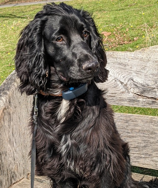 Puppy Survival Thread: muddy footprints into Spring 2022