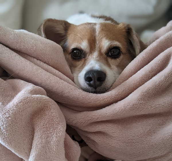 Is this a pure beagle?