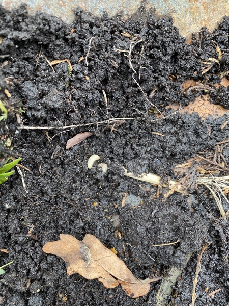 Am I safe to assume they’re gone? (Vine weevil)