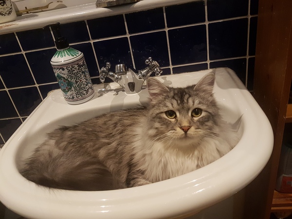 Do you think my cat is gorgeous?