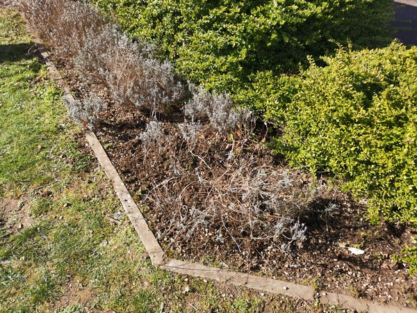 Is this lavender dead?