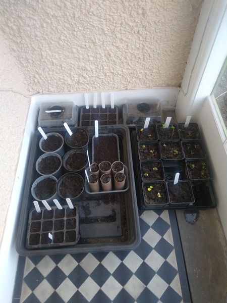 The Vegetable Patch
