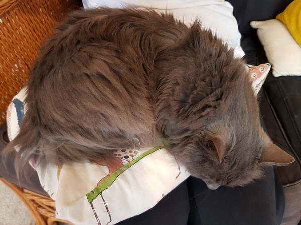 Not my cats and friends