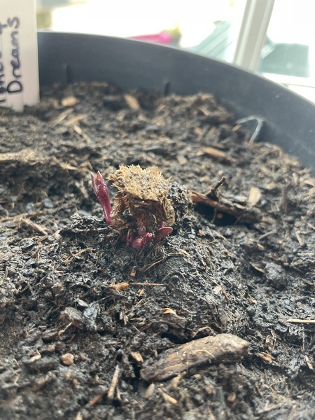 Who’s growing Dahlias this year