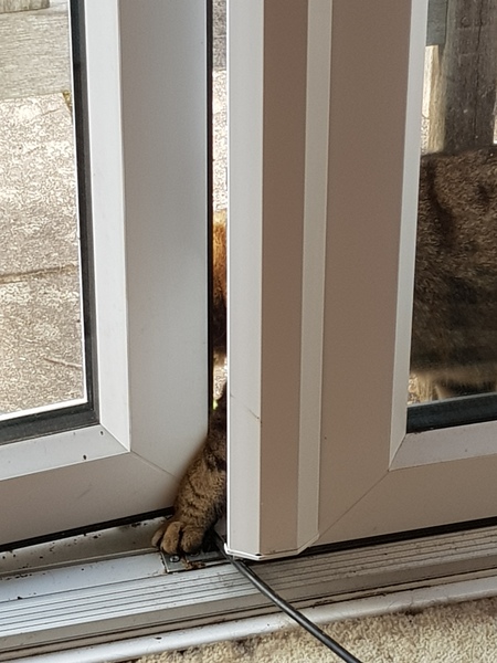 Thug cat part 4.  After all, it's not my Axminster.