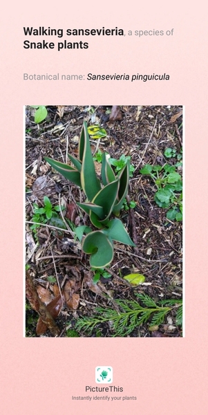 Plant ID, app says snake plant, can't be right
