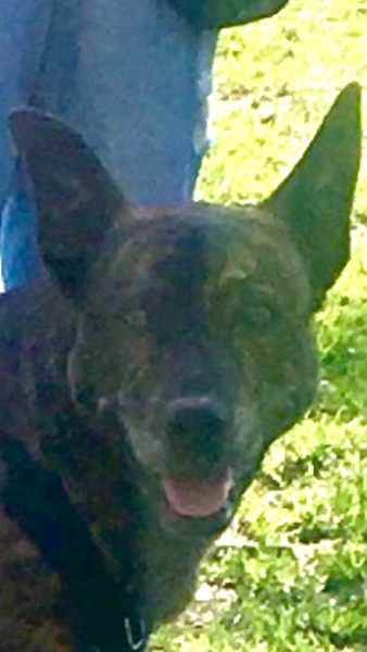 “Getting ANY adult dog breed is strongly NOT recommended”