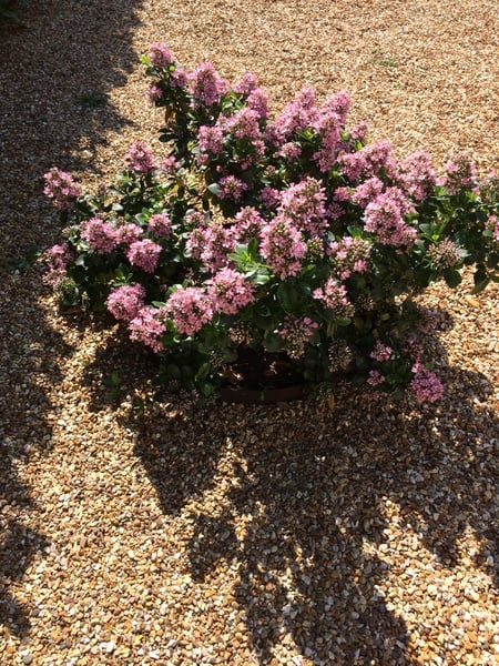How can I make my front garden less ugly?