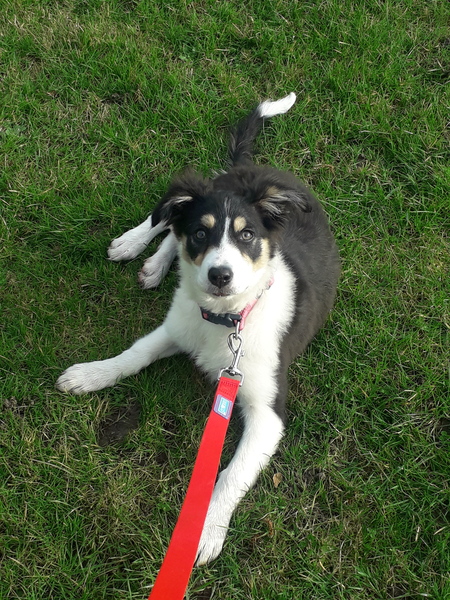 To say that buying a puppy is NOT like having a baby.