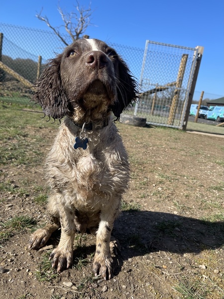Puppy Survival Thread: muddy footprints into Spring 2022
