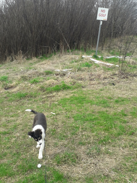 Puppy Survival Thread: surviving into 2022