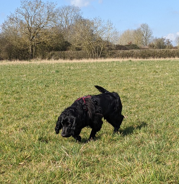 Puppy Survival Thread: muddy footprints into Spring 2022