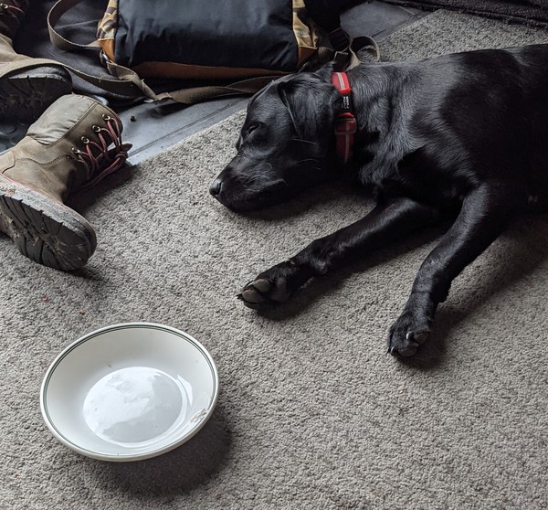 Puppy Survival Thread: muddy footprints into Spring 2022