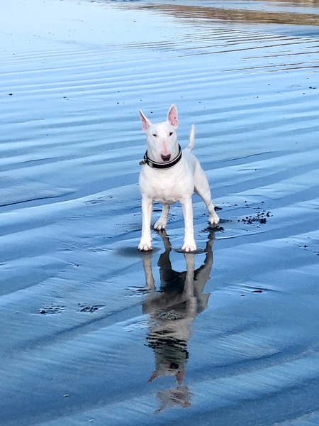 Dog owner angry because i walked away from his dog
