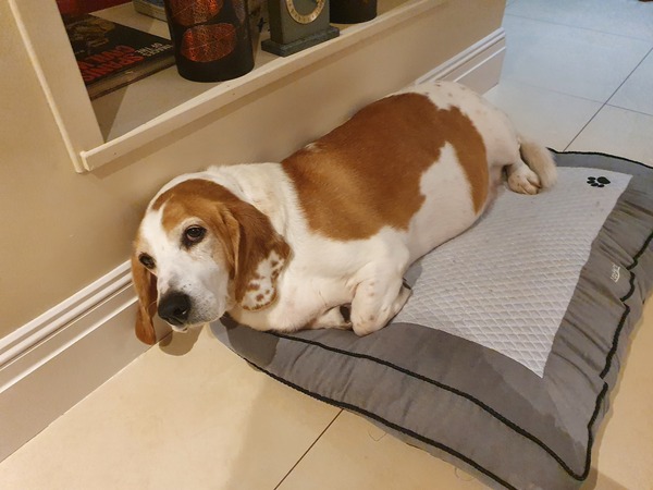 Is this a pure beagle?