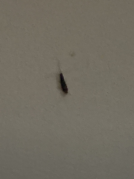 To be paranoid about a bug I’ve seen on my wall?