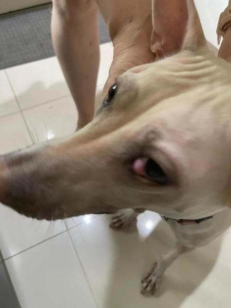What's wrong with my dog's eye?