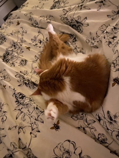 What is your cat doing at the moment?