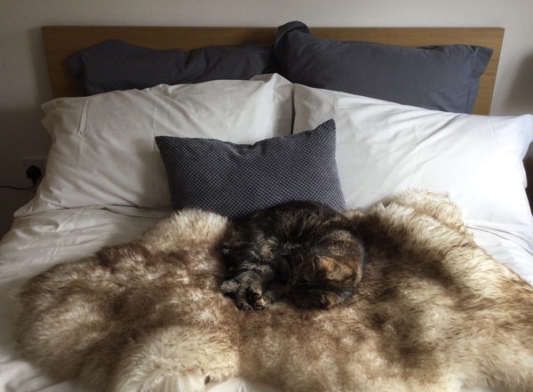 To be hacked off with my neighbour ‘stealing’ my cat!