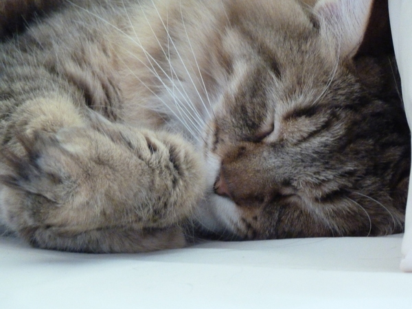 The Litter Tray Memorial Thread